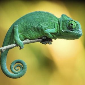 Meet your Posher, Ella